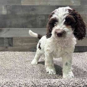 Cockapoo