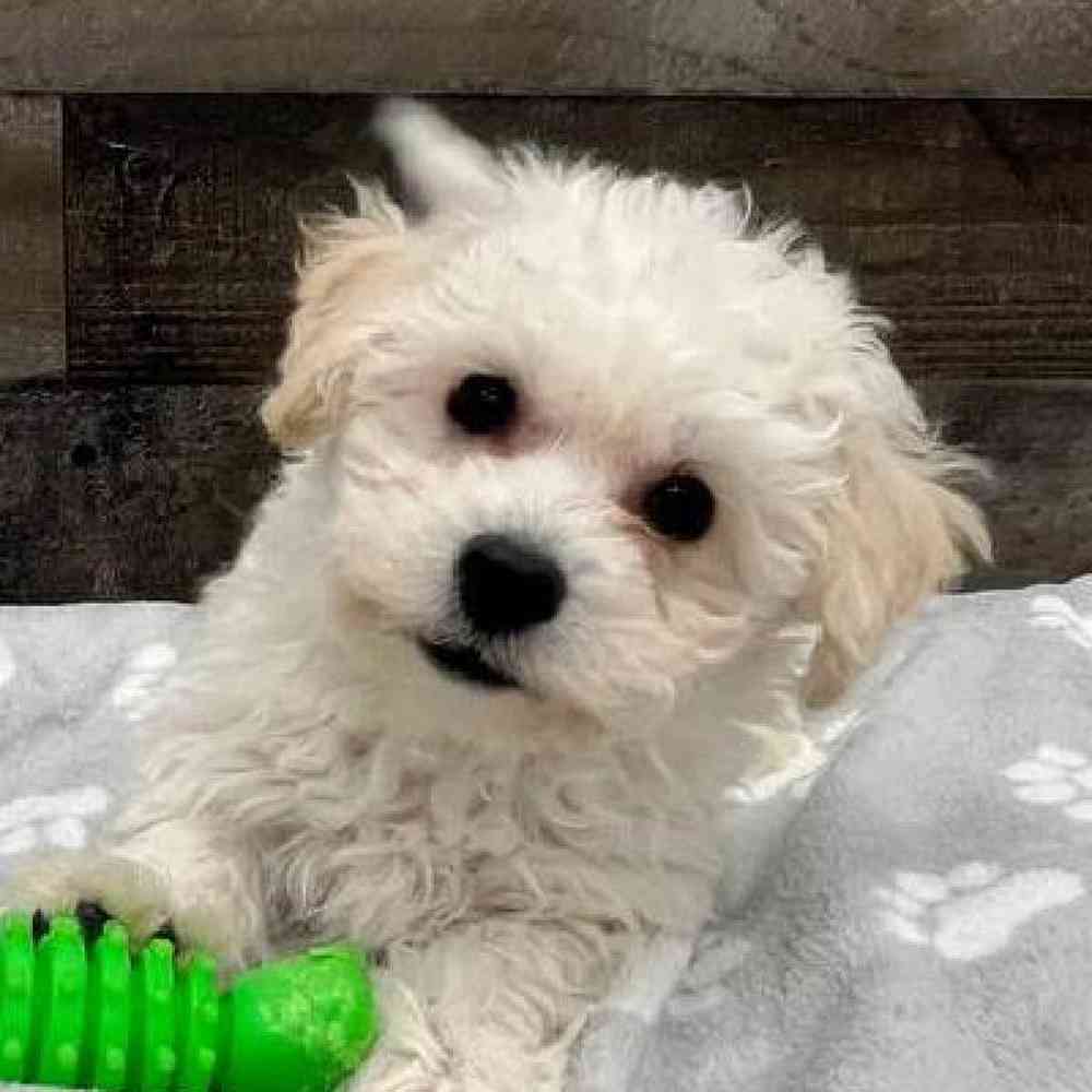 Female Bichon Frise Puppy for Sale in Troy, MI