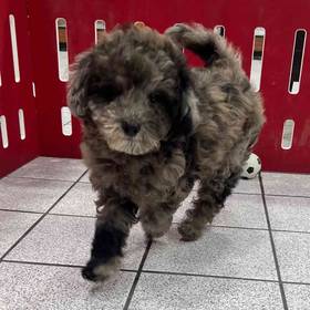 Mini Goldendoodle