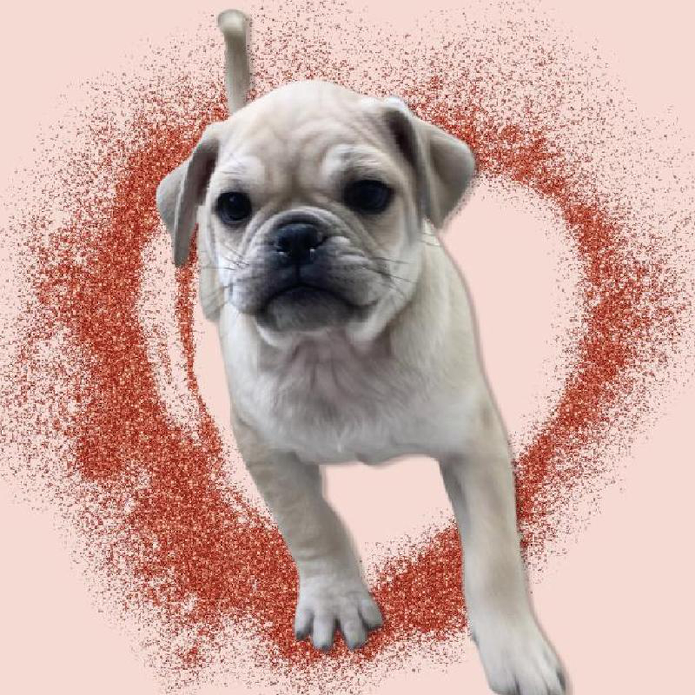 Male 3/4 Pug 1/4 Bull Mastiff Puppy for sale