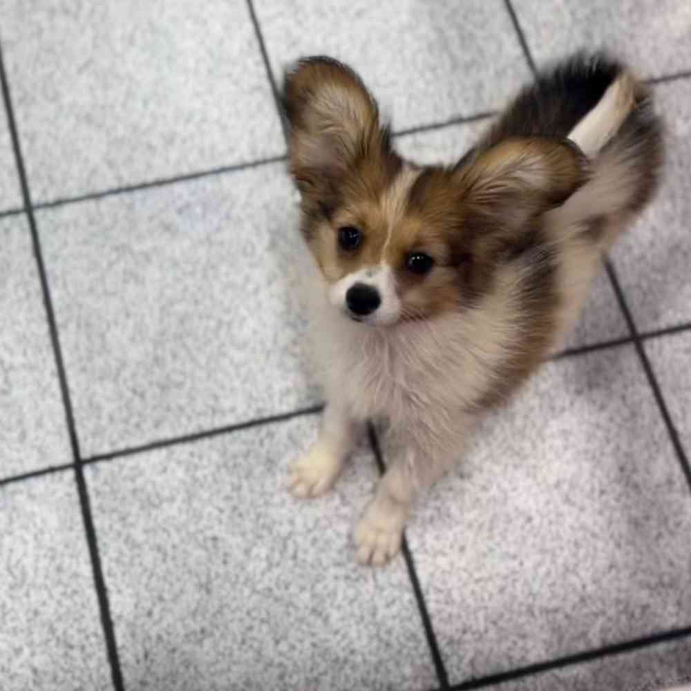 Papillon cross sales for sale