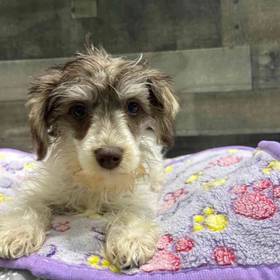 Mini Schnauzer