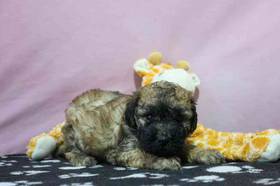 Toy Poodle-Soft Coated Wheaten Terrier