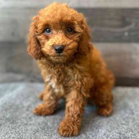 Mini Poodle