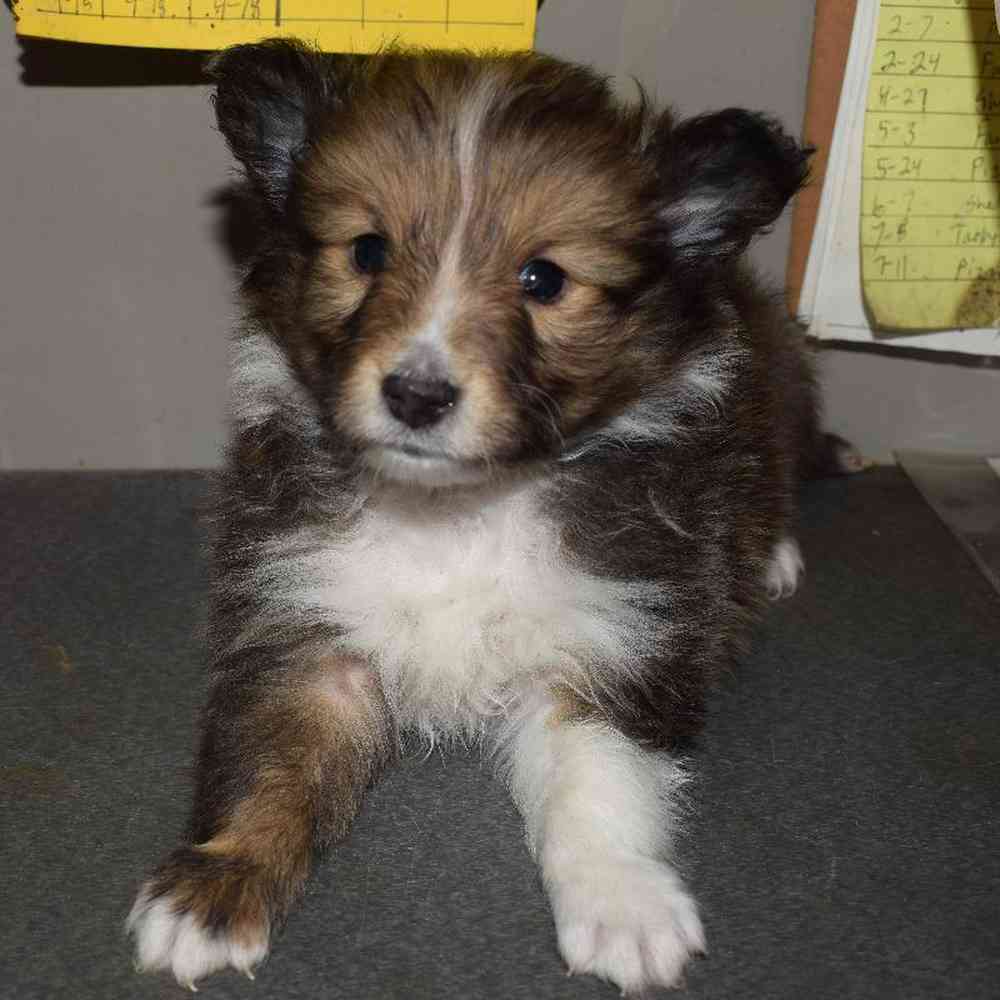 Male Sheltie Puppy for sale