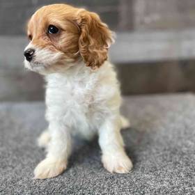 Cavapoo