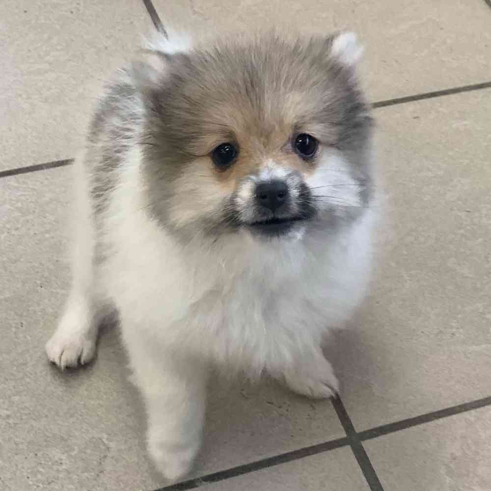 Pomeranian