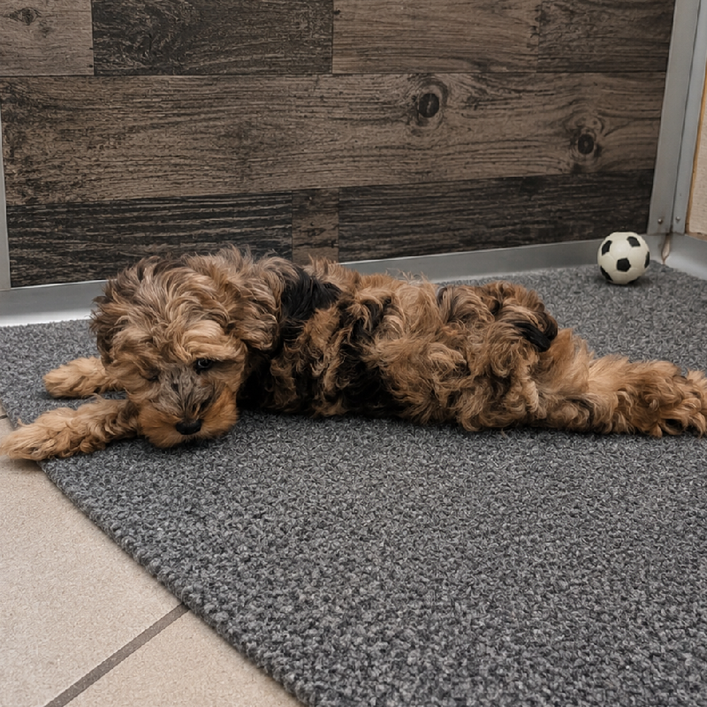 Female Yorkie-Poo Puppy for Sale in Troy, MI