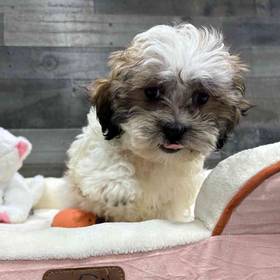 Shih Tzu-Bichon