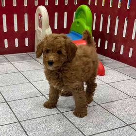 Mini Goldendoodle (F1B)