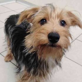 Yorkie