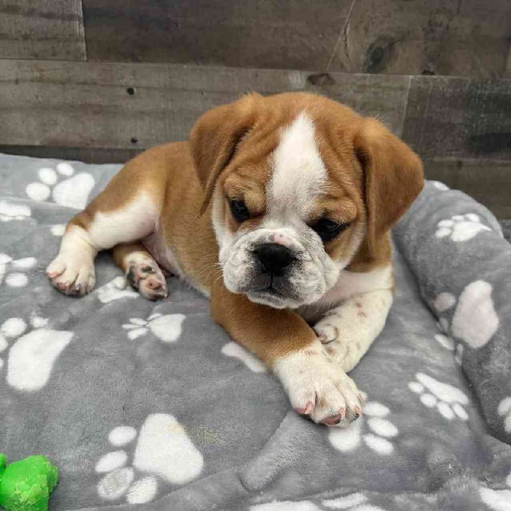 Male Mini Bullies Puppy for Sale in Troy, MI