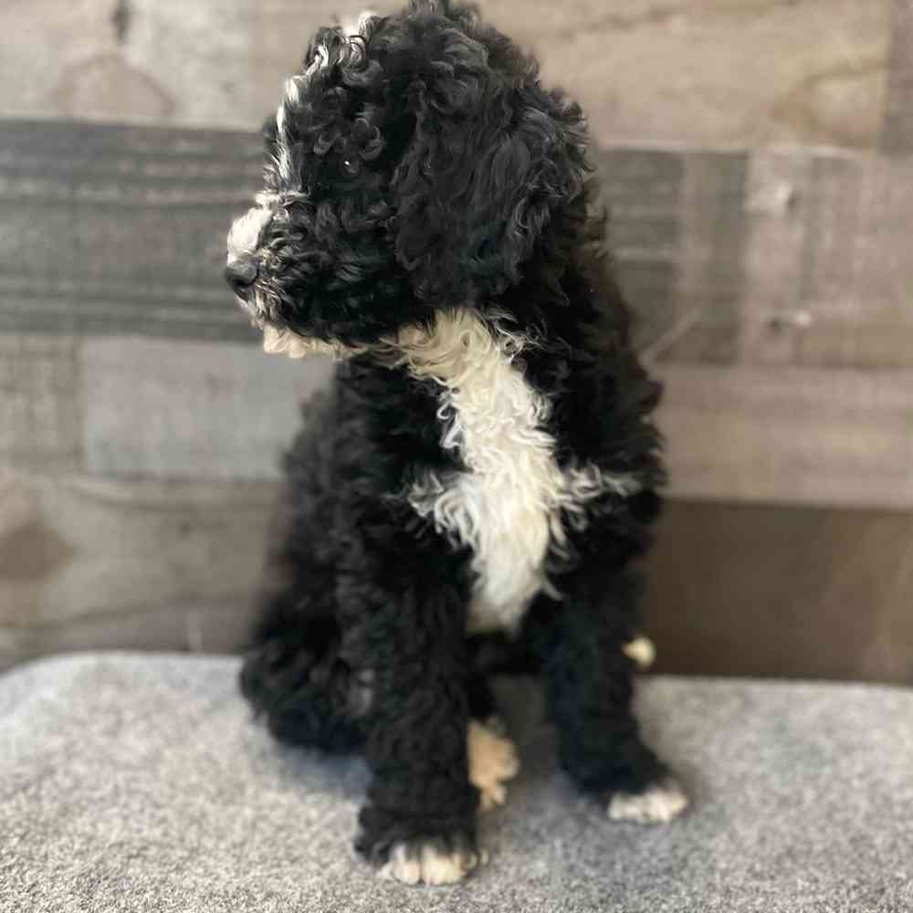 Image of a pet breed in the gallery