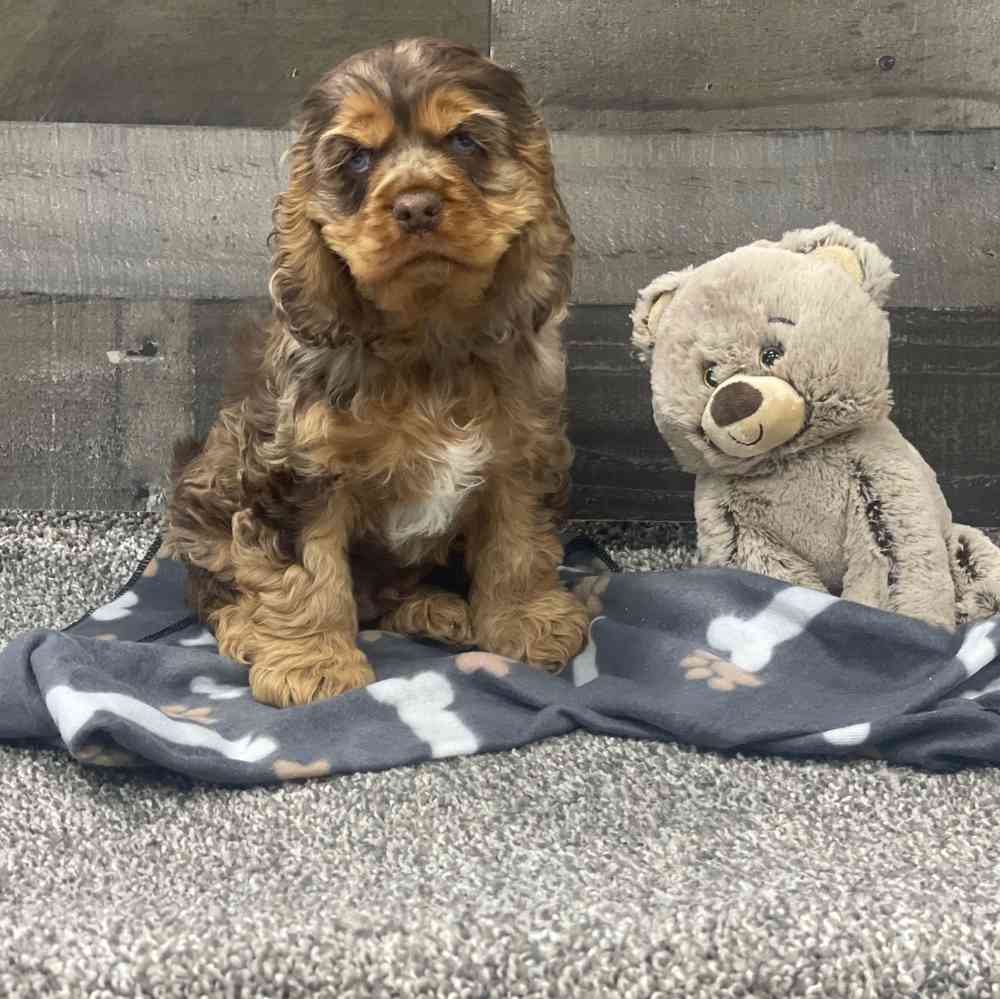 Cocker Spaniel