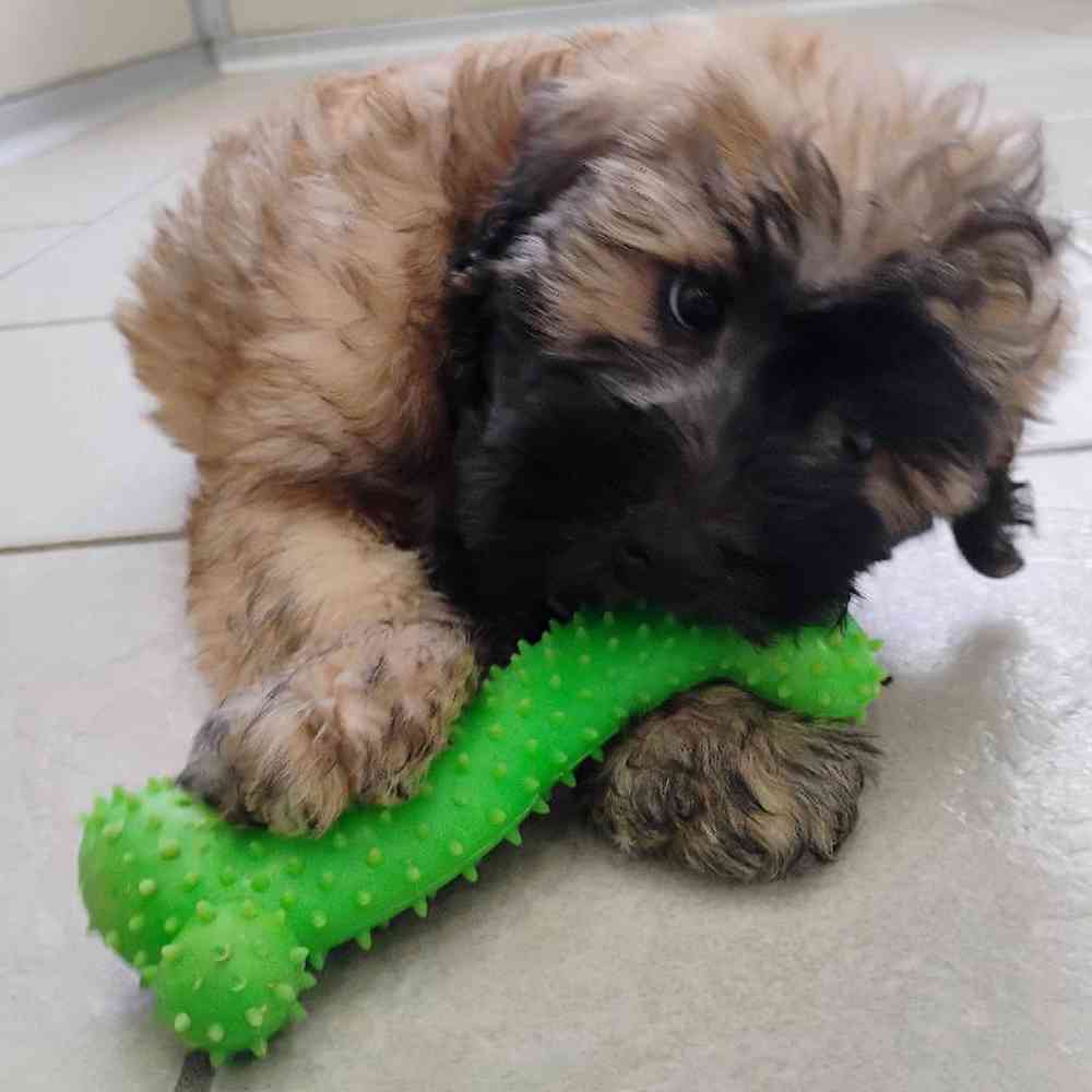 Image of a pet breed in the gallery
