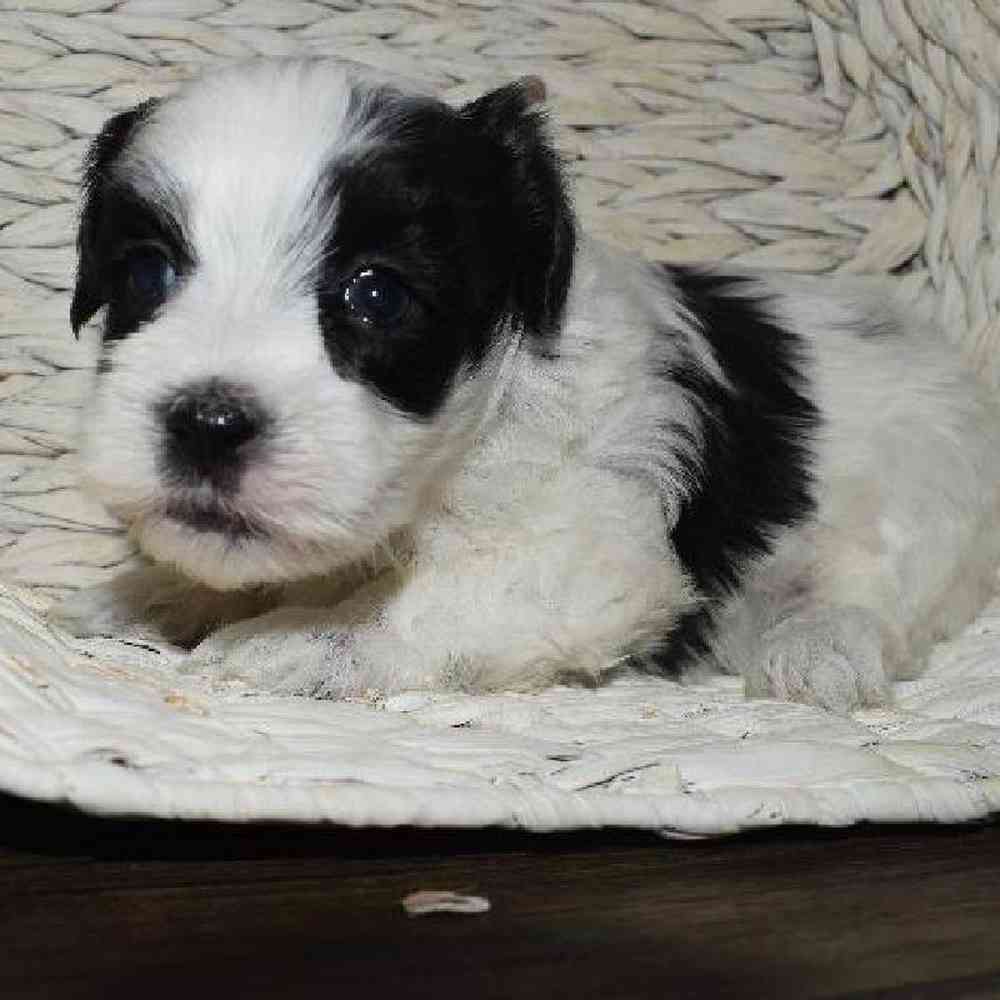 Male Havanese/ Maltese Puppy for sale