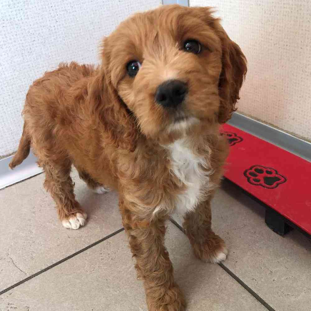 Female Cava Doodle Puppy for sale