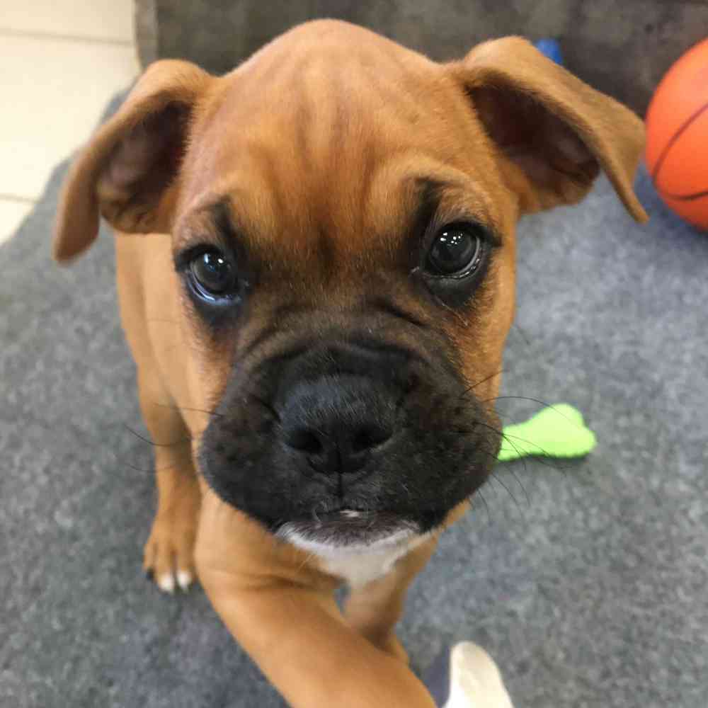 pet breed image