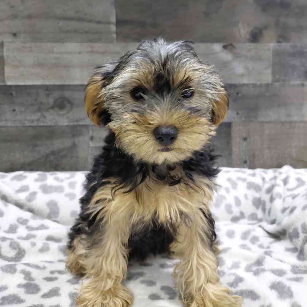 pet breed image