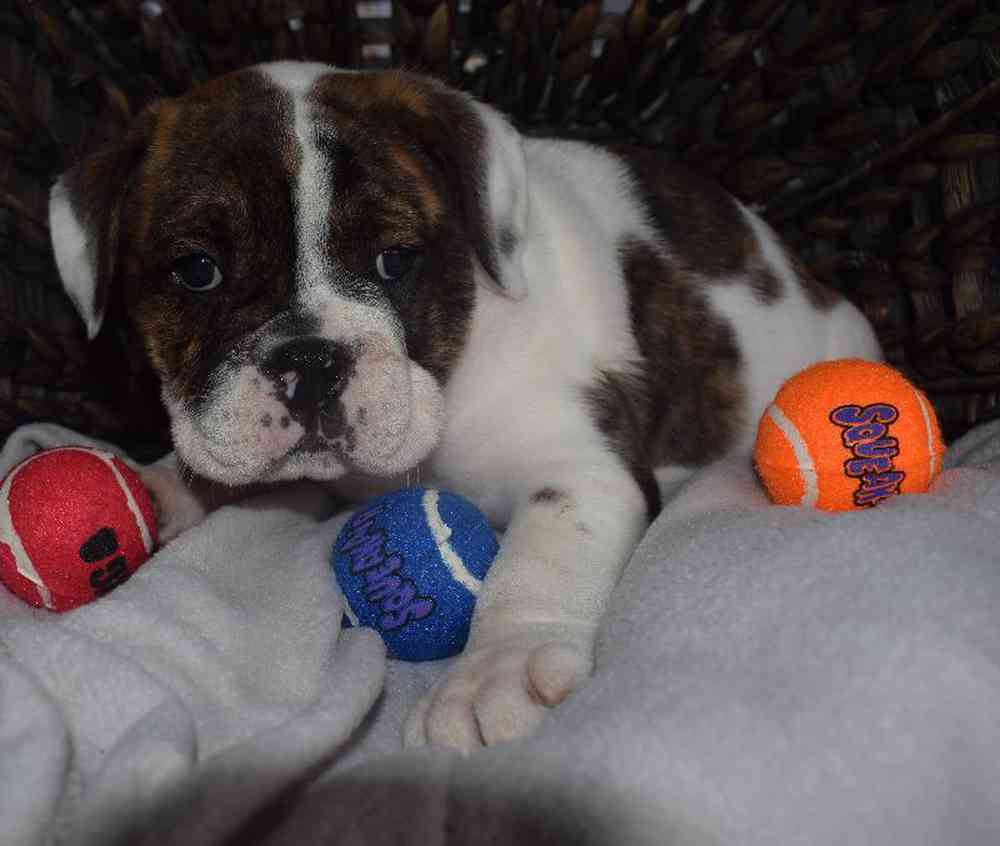 Female Boggle- doggle Puppy for sale