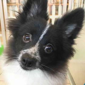 Pomeranian