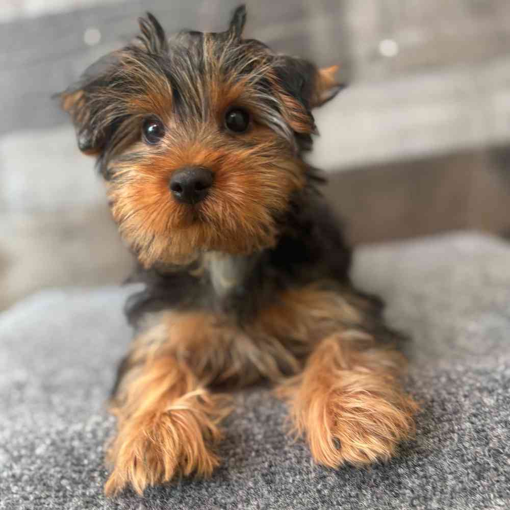 pet breed image