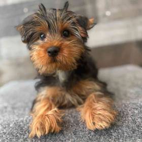 Yorkie