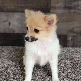 Pomeranian