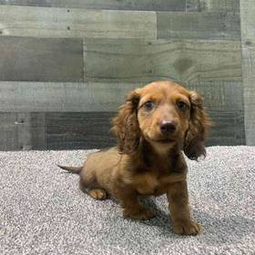 Dachshund