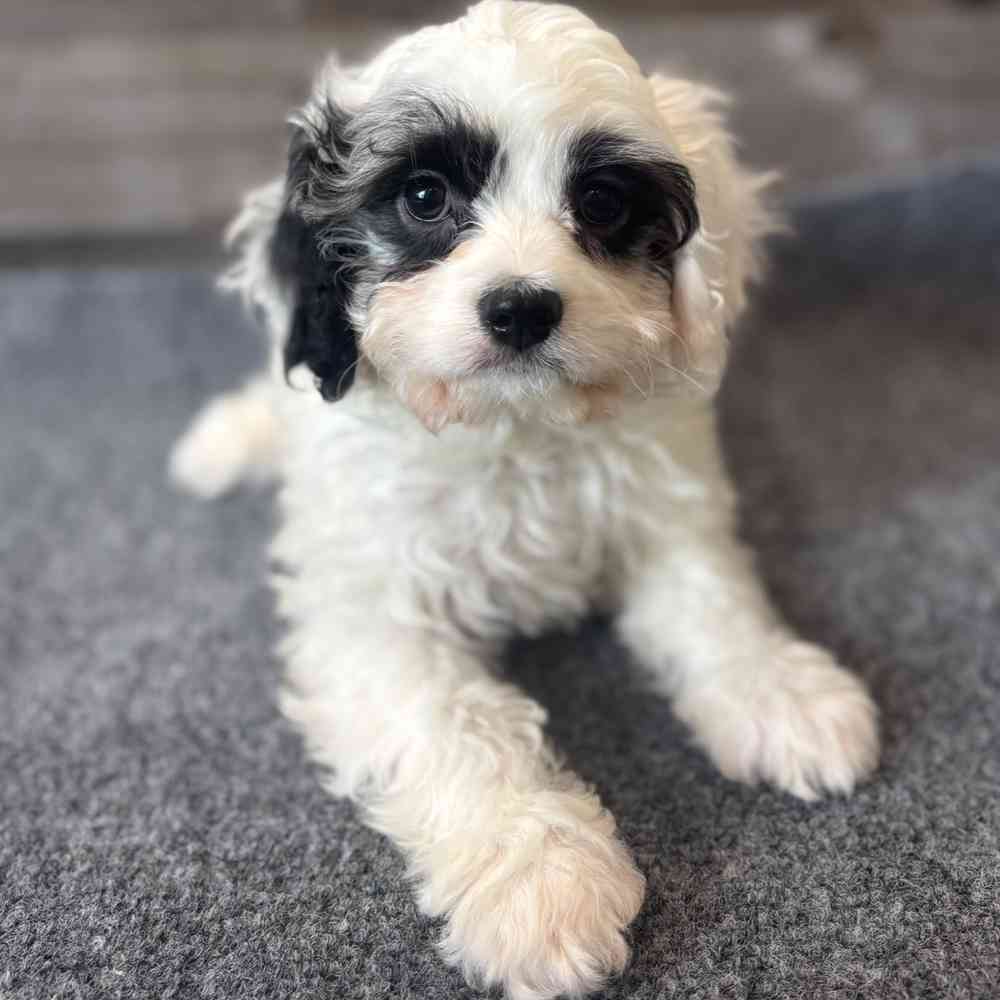Image of a pet breed in the gallery