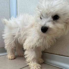 Bichon Frise