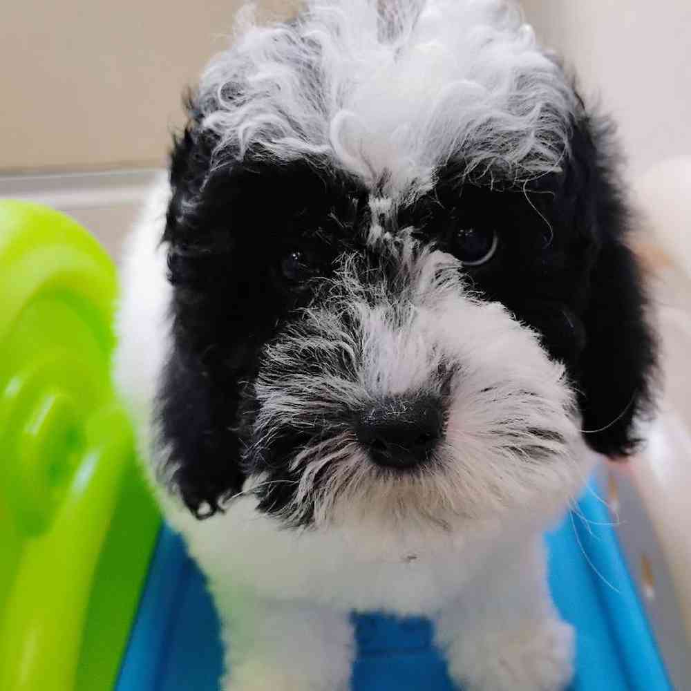 Female Mini Poodle Puppy for Sale in Troy, MI