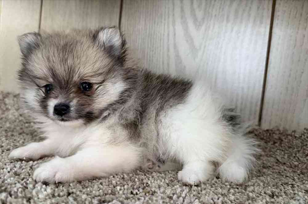 Image of a pet breed in the gallery