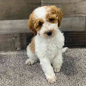 Mini Goldendoodle