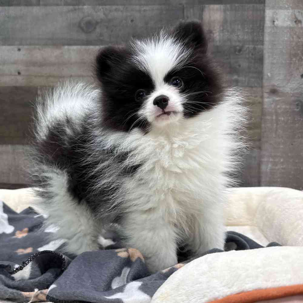 Image of a pet breed in the gallery