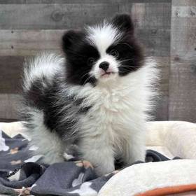 Pomeranian