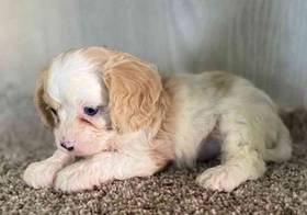 Cavapoo