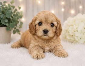Cockapoo