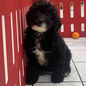 Mini Goldendoodle