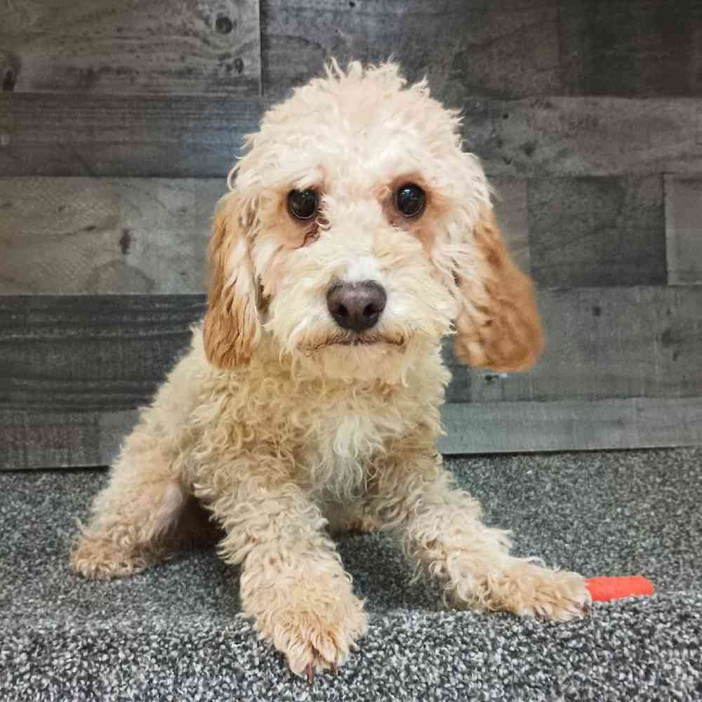 Male Cavapoo Puppy for Sale in Troy, MI