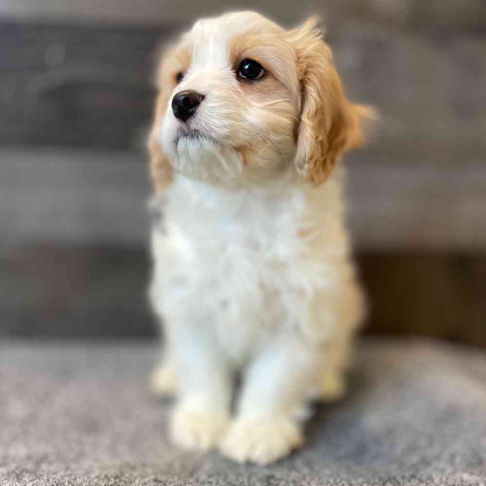 Image of a pet breed in the gallery