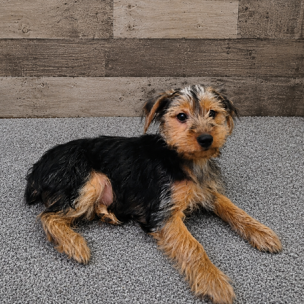 Female Yorkie Puppy for Sale in Troy, MI