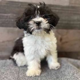 Shih Tzu-Bichon