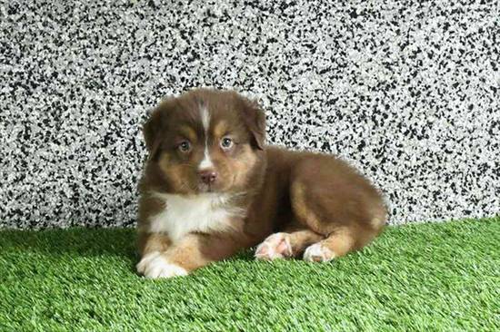 Miniature American Shepherd