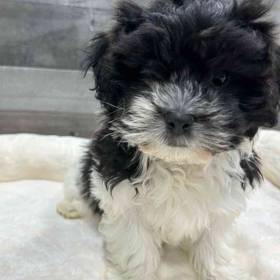 Shih Tzu-Bichon