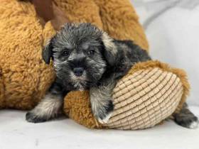 Mini Schnauzer