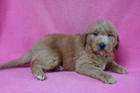 Mini Goldendoodle