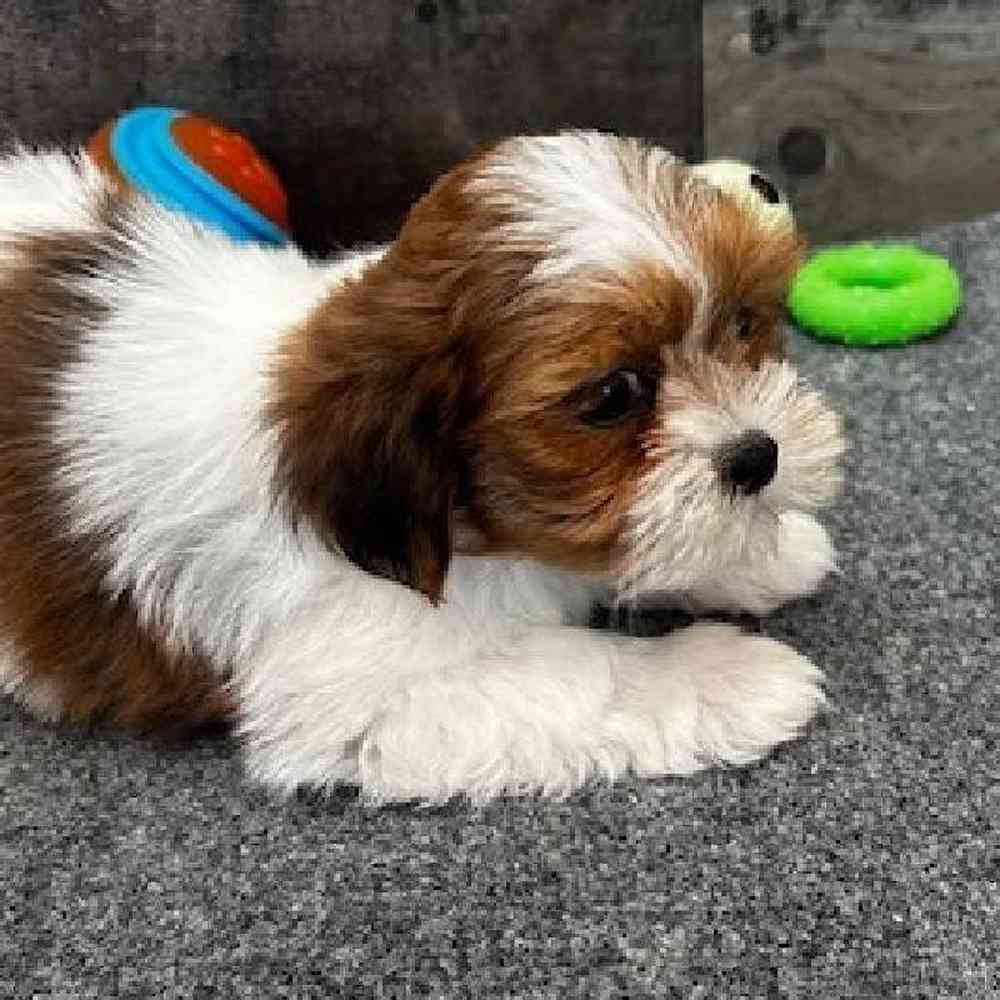 Female Lhasa Apso Puppy for Sale in Troy, MI