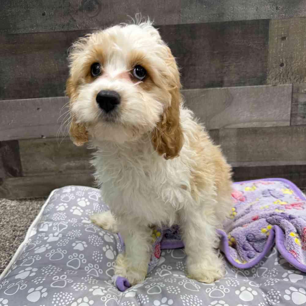 Kipper, Male Cavapoo Puppy for sale in Troy