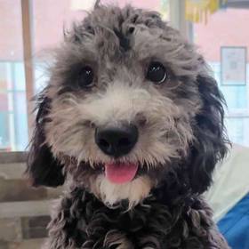 Shih Tzu-Bichon